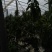优质油桃（中油五号）色泽鲜艳，口感脆甜，基地直供，欢迎选