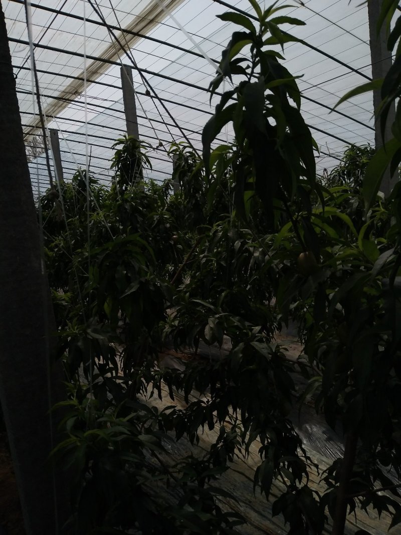 优质油桃（中油五号）色泽鲜艳，口感脆甜，基地直供，欢迎选