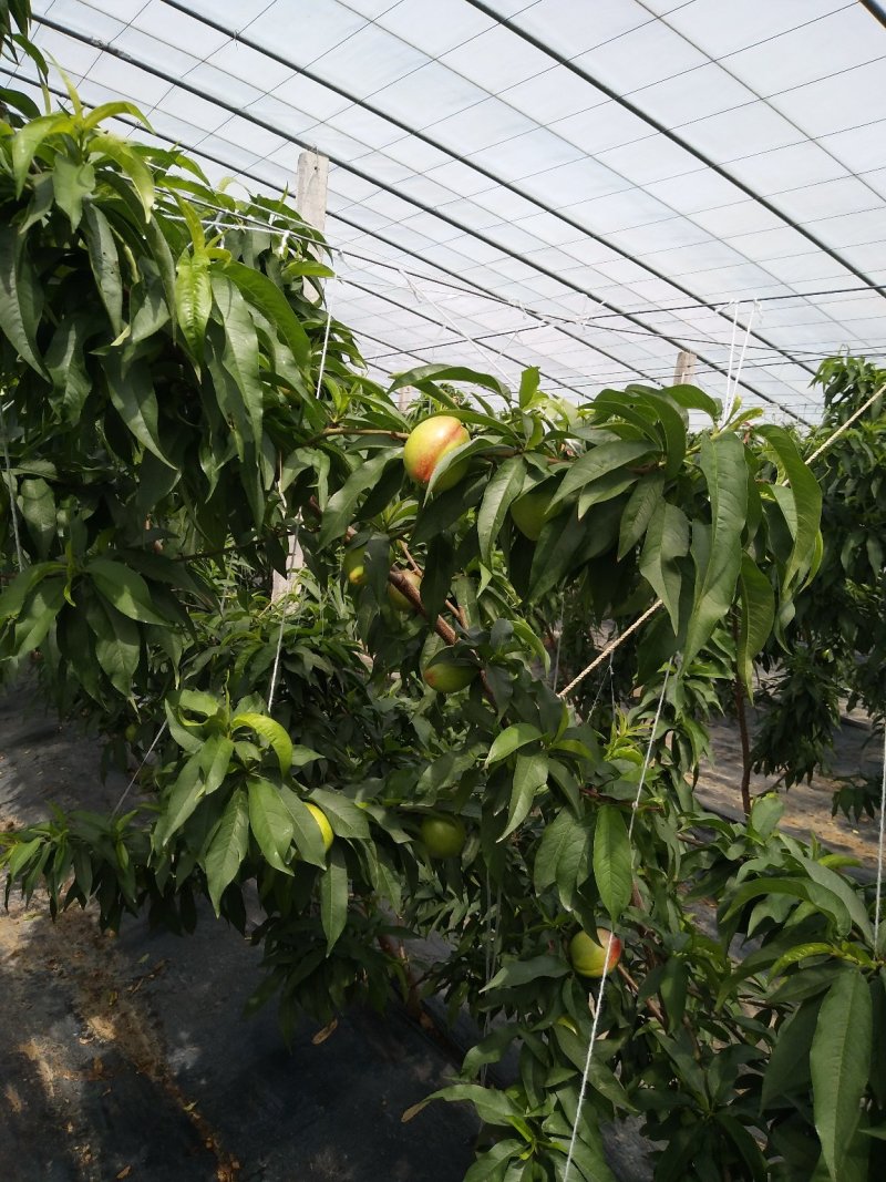 优质油桃（中油五号）色泽鲜艳，口感脆甜，基地直供，欢迎选
