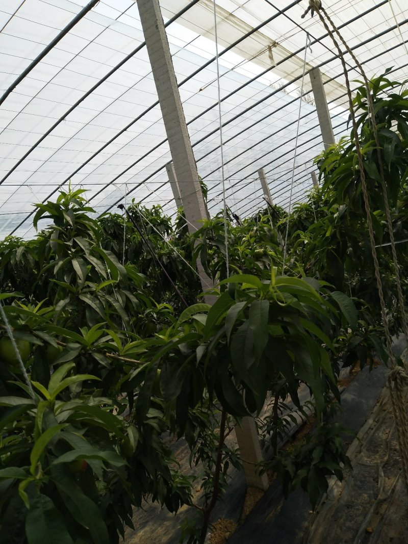 优质油桃（中油五号）色泽鲜艳，口感脆甜，基地直供，欢迎选