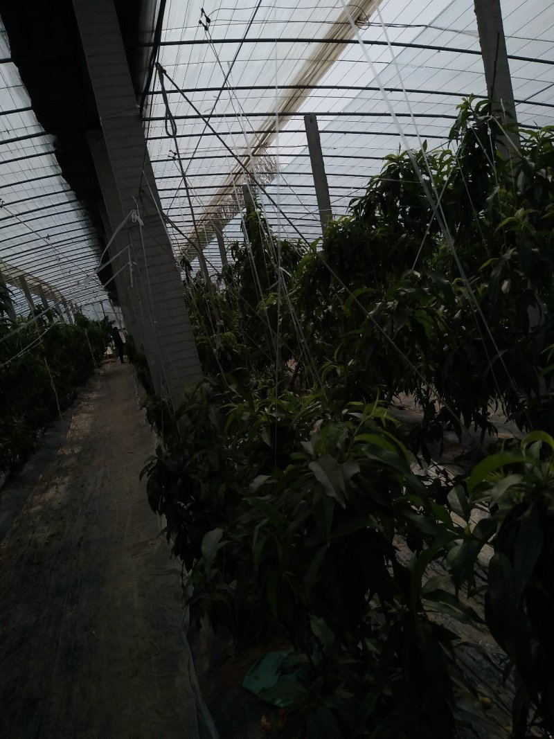 优质油桃（中油五号）色泽鲜艳，口感脆甜，基地直供，欢迎选