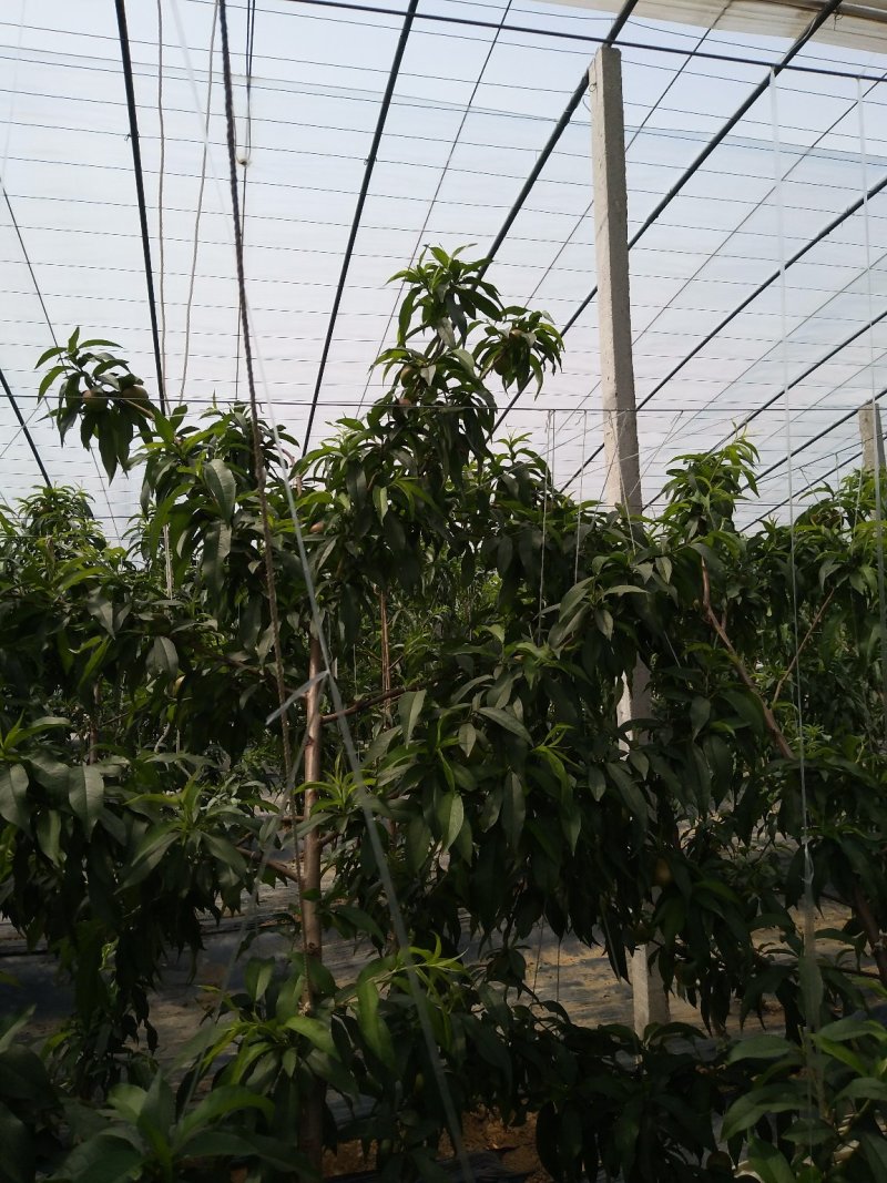 优质油桃（中油五号）色泽鲜艳，口感脆甜，基地直供，欢迎选