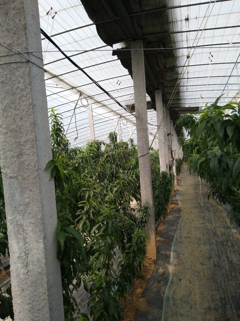 优质油桃（中油五号）色泽鲜艳，口感脆甜，基地直供，欢迎选