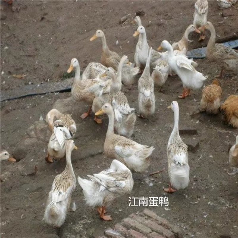 蛋鸭/麻鸭/水鸭/黑洋鸭/花边鸭/绿头野鸭/白鹅/灰鹅