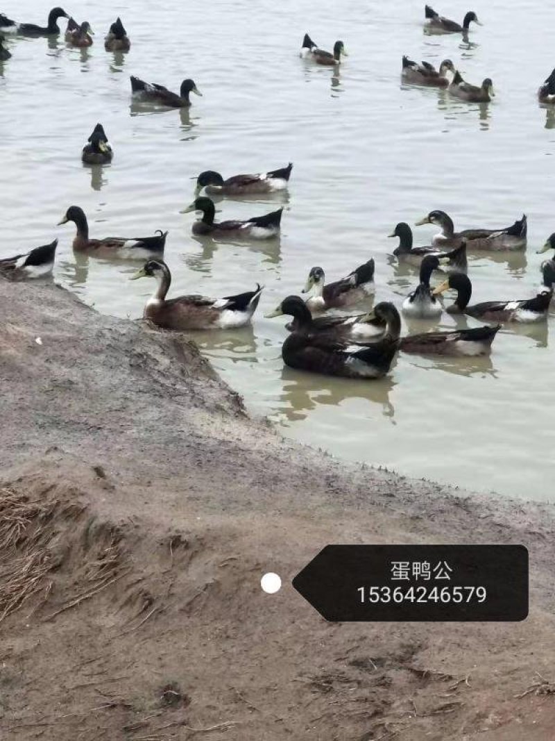 蛋鸭/麻鸭/水鸭/黑洋鸭/花边鸭/绿头野鸭/白鹅/灰鹅