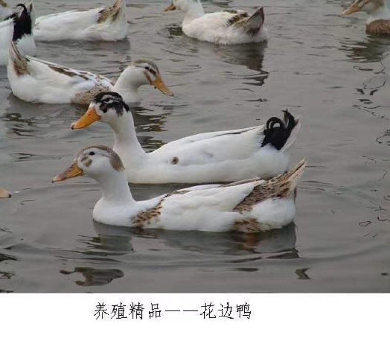 蛋鸭/麻鸭/水鸭/黑洋鸭/花边鸭/绿头野鸭/白鹅/灰鹅