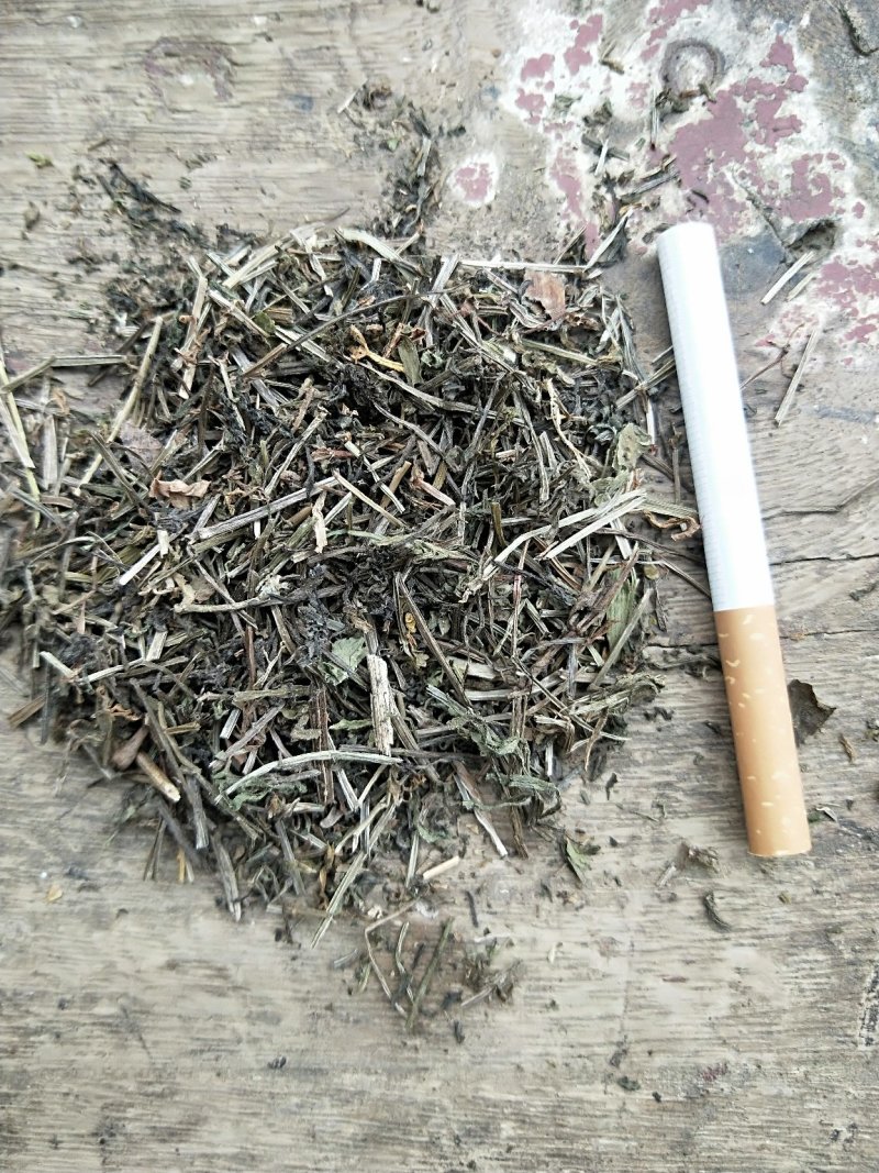 八仙草