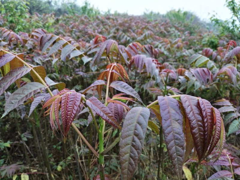 四季香椿高海拔，低平原全地形种植，当年栽培当年采收