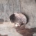 野香菇