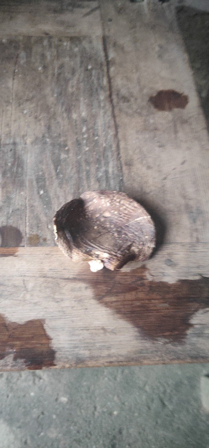 野香菇