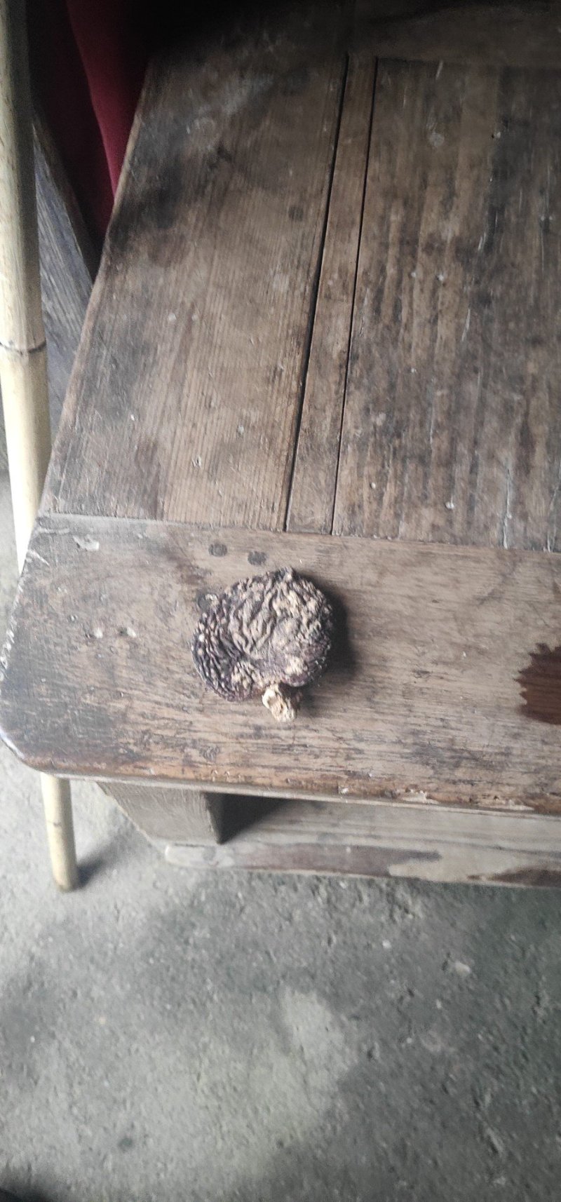 野香菇