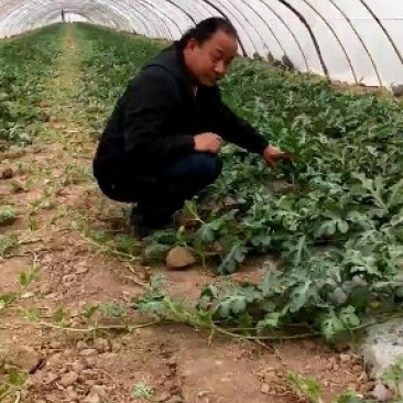 陕西西瓜，西安西瓜，闫良西安，大荔西瓜