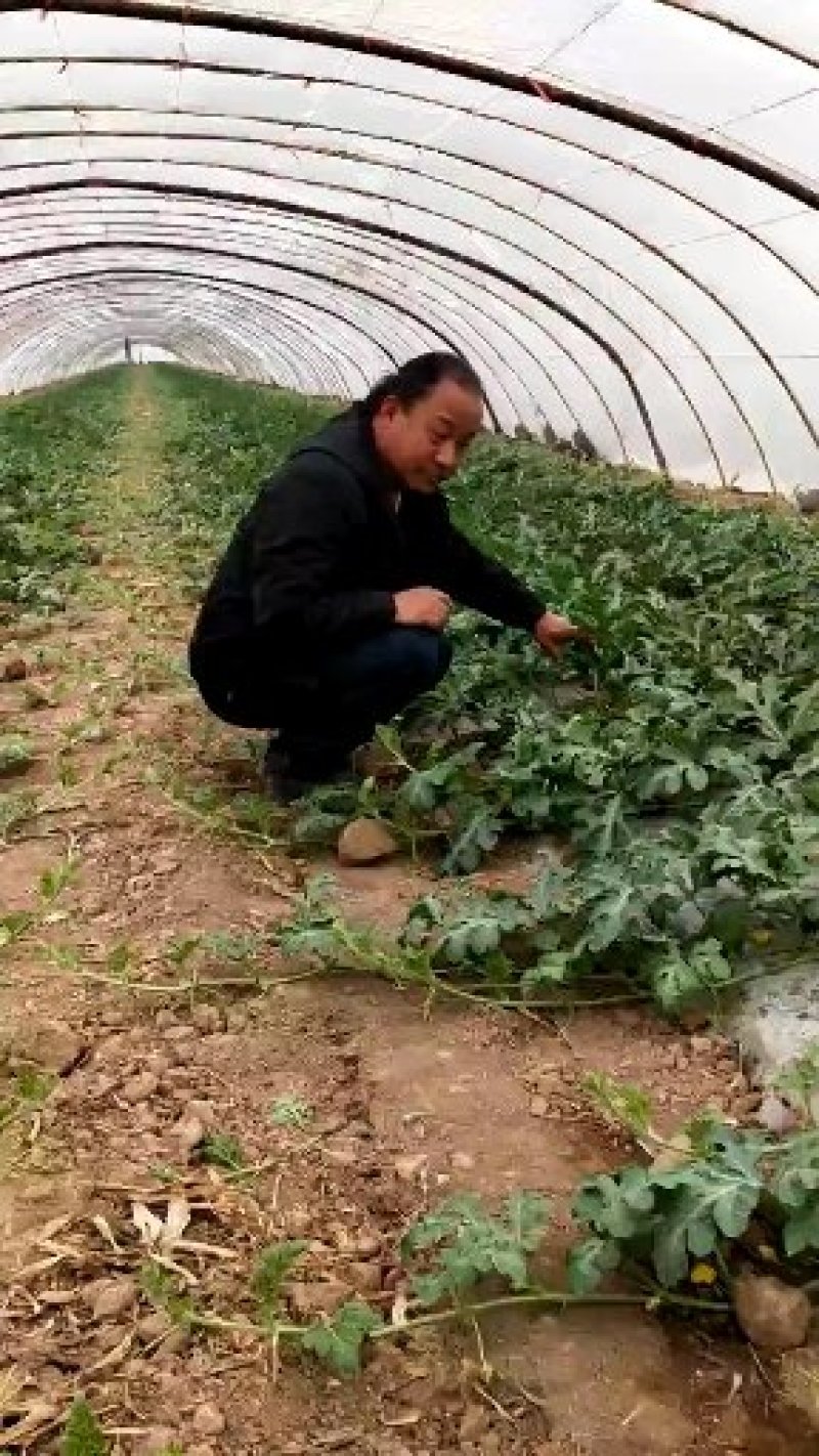 陕西西瓜，西安西瓜，闫良西安，大荔西瓜