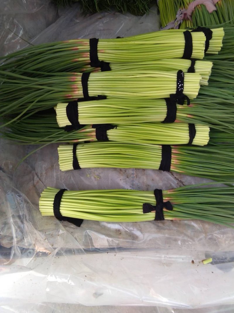 蒜苔河南杞县蒜苔已经上市，基地直供，大捆小捆都有