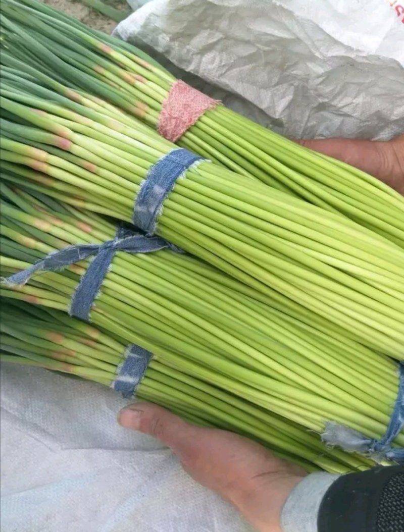 蒜苔河南杞县蒜苔已经上市，基地直供，大捆小捆都有
