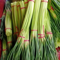 河南红帽蒜苔基地，对接全国市场商超，产地直供！