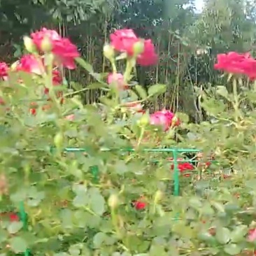 藤本小女孩藤彩虹月季玫瑰蔷薇造景花墙拱门阳台庭院绿植花卉