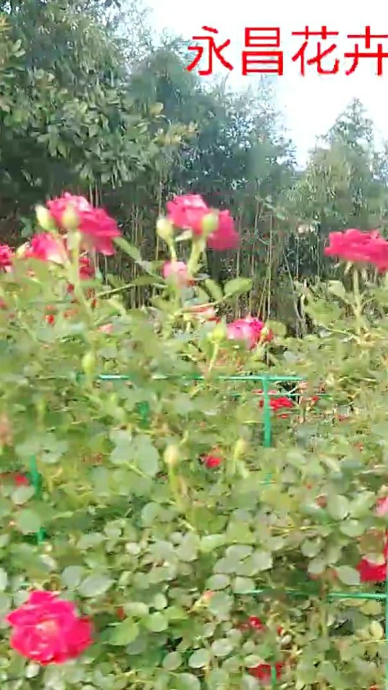 藤本小女孩藤彩虹月季玫瑰蔷薇造景花墙拱门阳台庭院绿植花卉