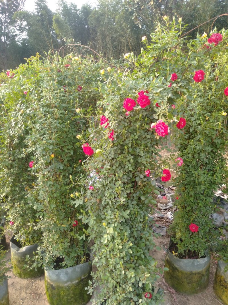 藤本小女孩藤彩虹月季玫瑰蔷薇造景花墙拱门阳台庭院绿植花卉