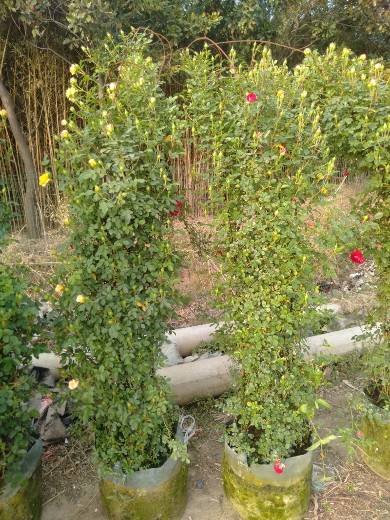 藤本小女孩藤彩虹月季玫瑰蔷薇造景花墙拱门阳台庭院绿植花卉