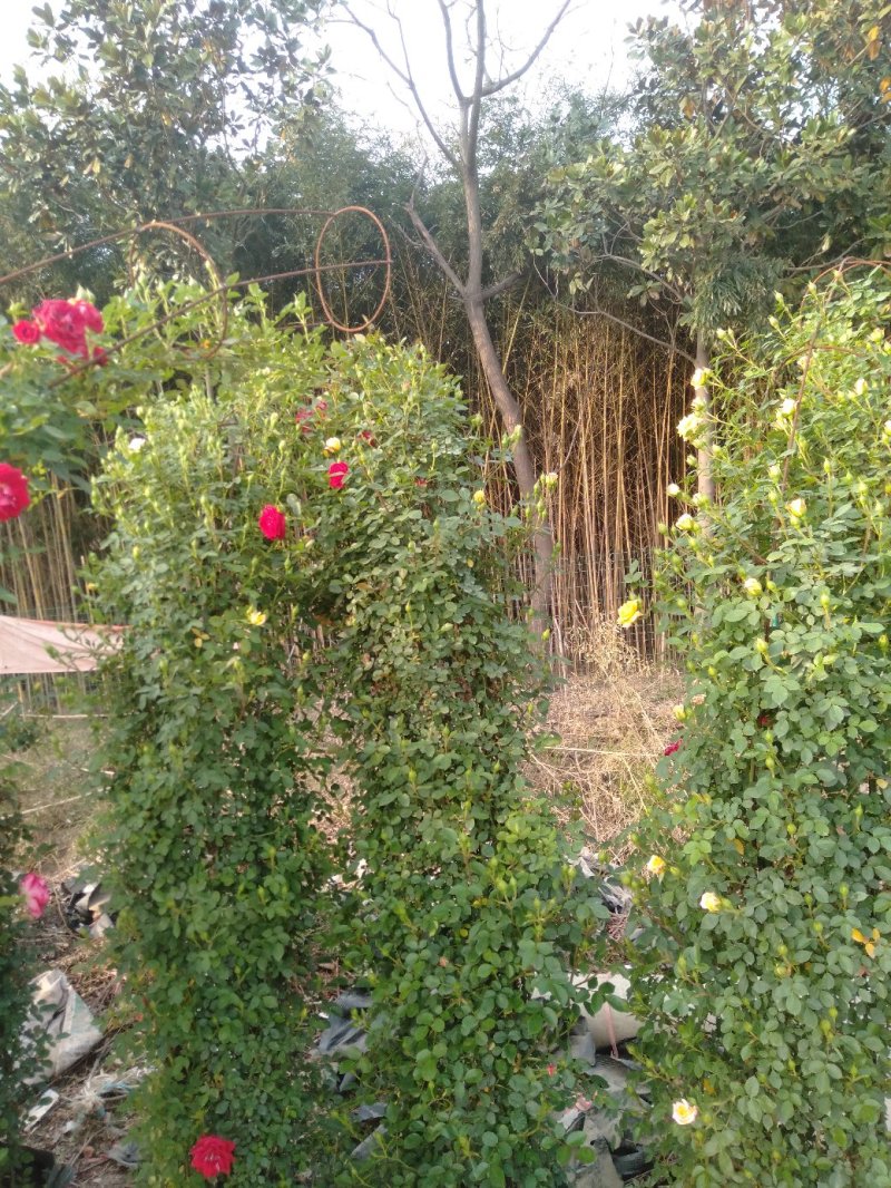藤本小女孩藤彩虹月季玫瑰蔷薇造景花墙拱门阳台庭院绿植花卉