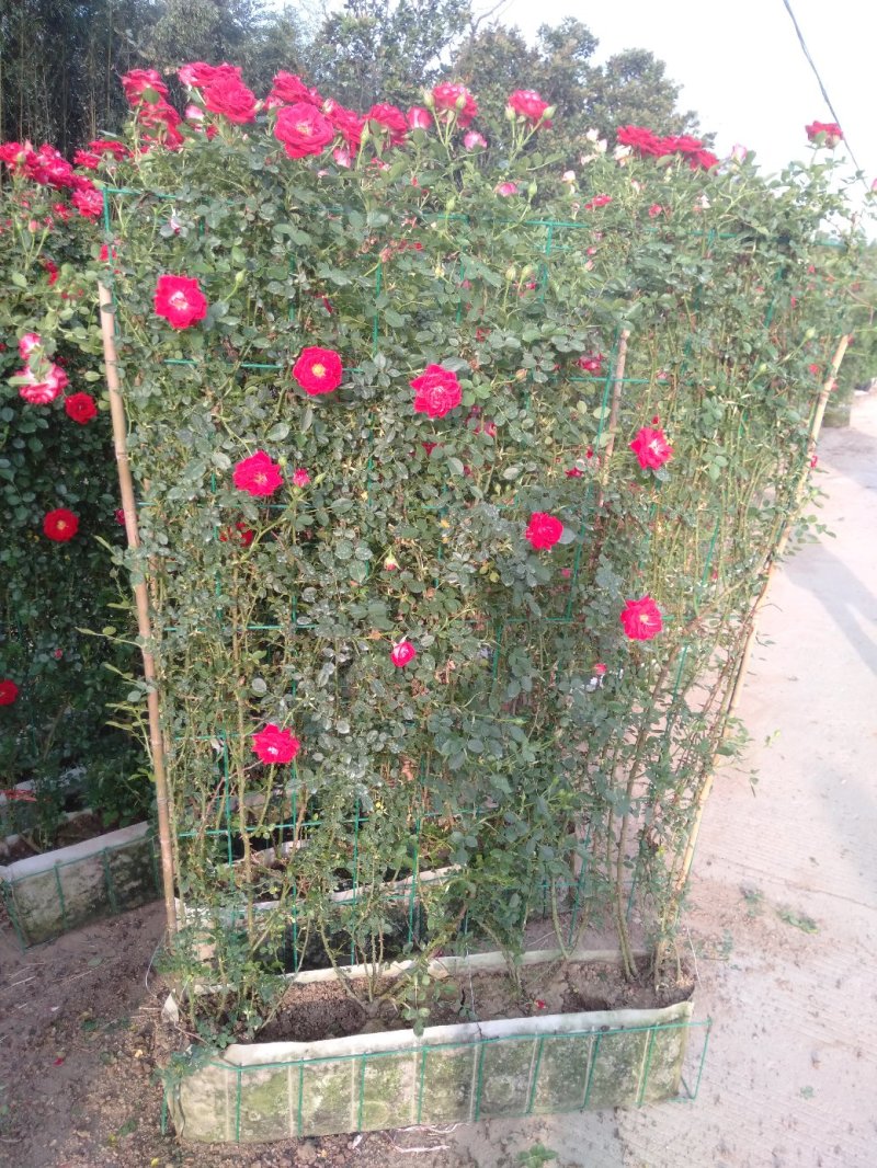 藤本小女孩藤彩虹月季玫瑰蔷薇造景花墙拱门阳台庭院绿植花卉