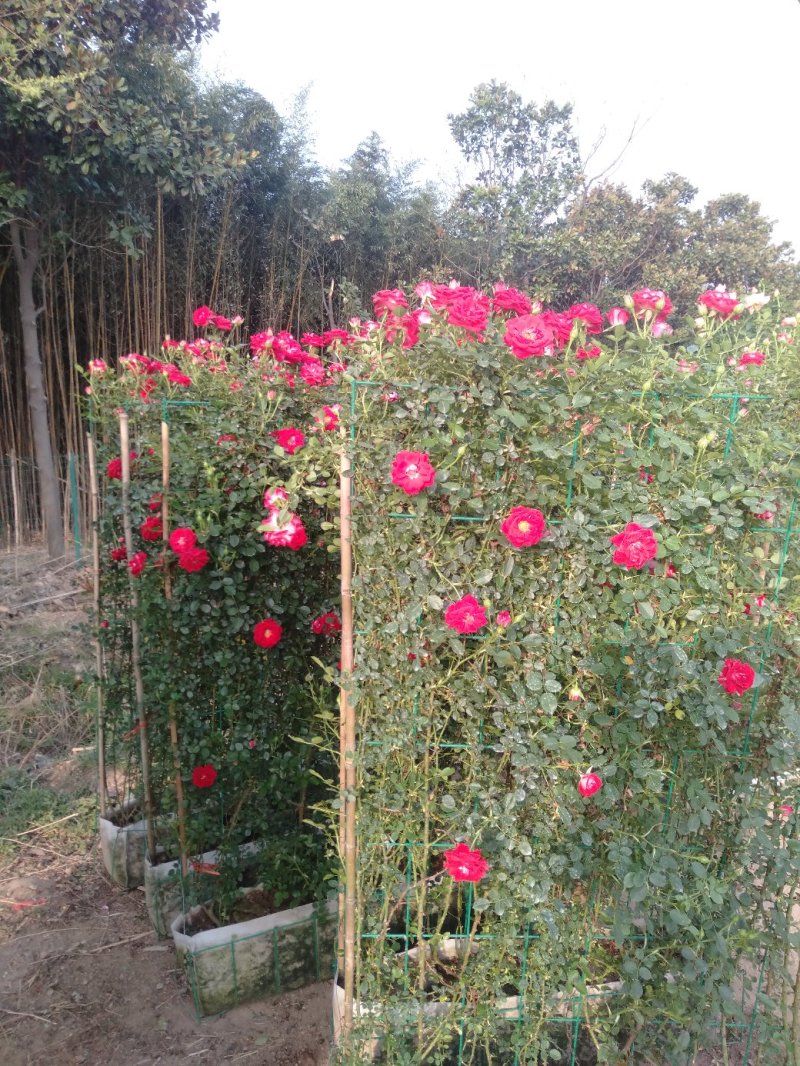藤本小女孩藤彩虹月季玫瑰蔷薇造景花墙拱门阳台庭院绿植花卉