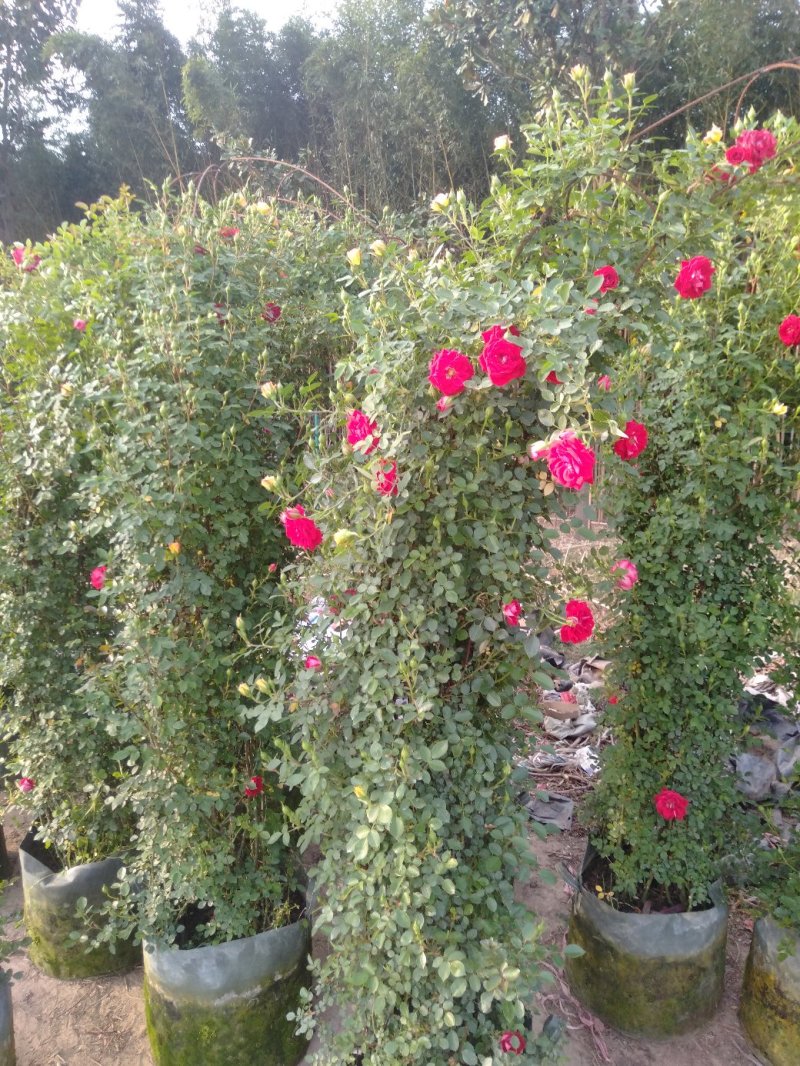 藤本小女孩藤彩虹月季玫瑰蔷薇造景花墙拱门阳台庭院绿植花卉