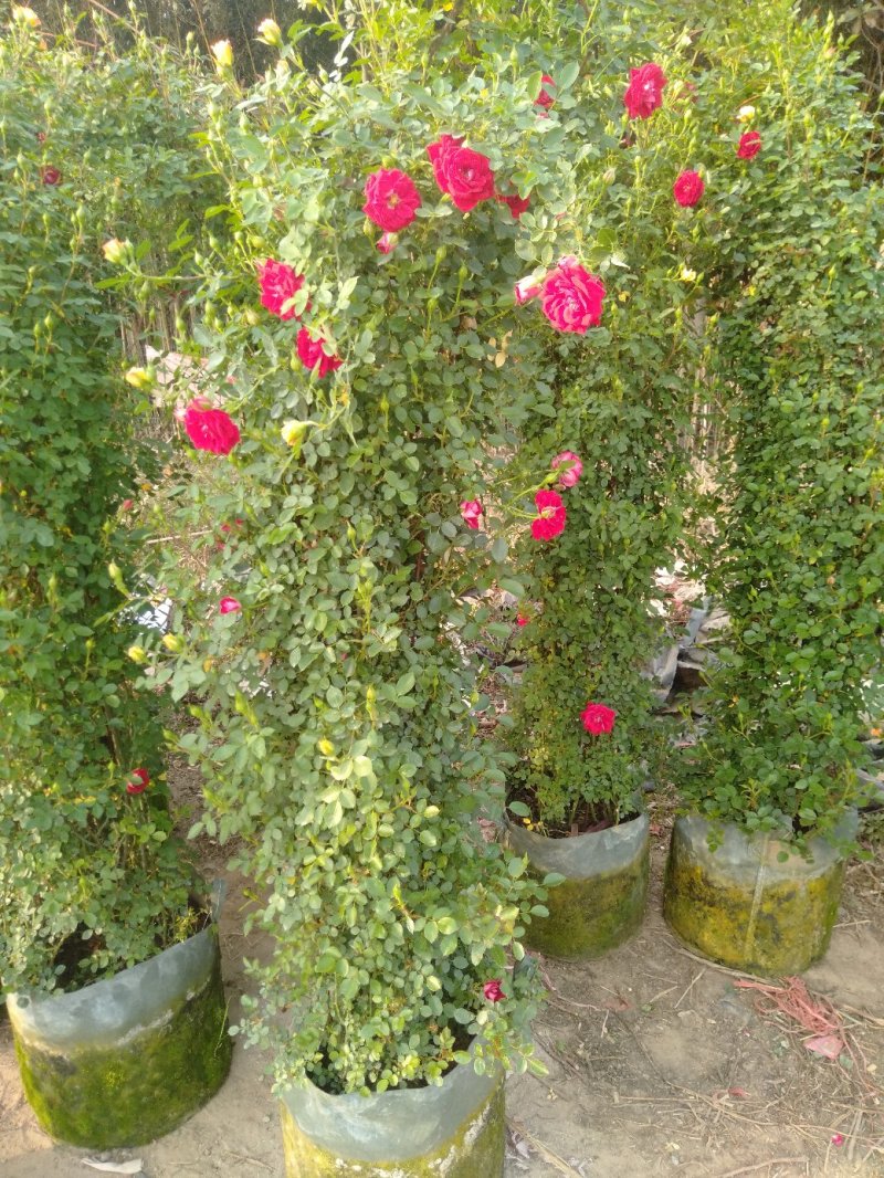 藤本小女孩藤彩虹月季玫瑰蔷薇造景花墙拱门阳台庭院绿植花卉