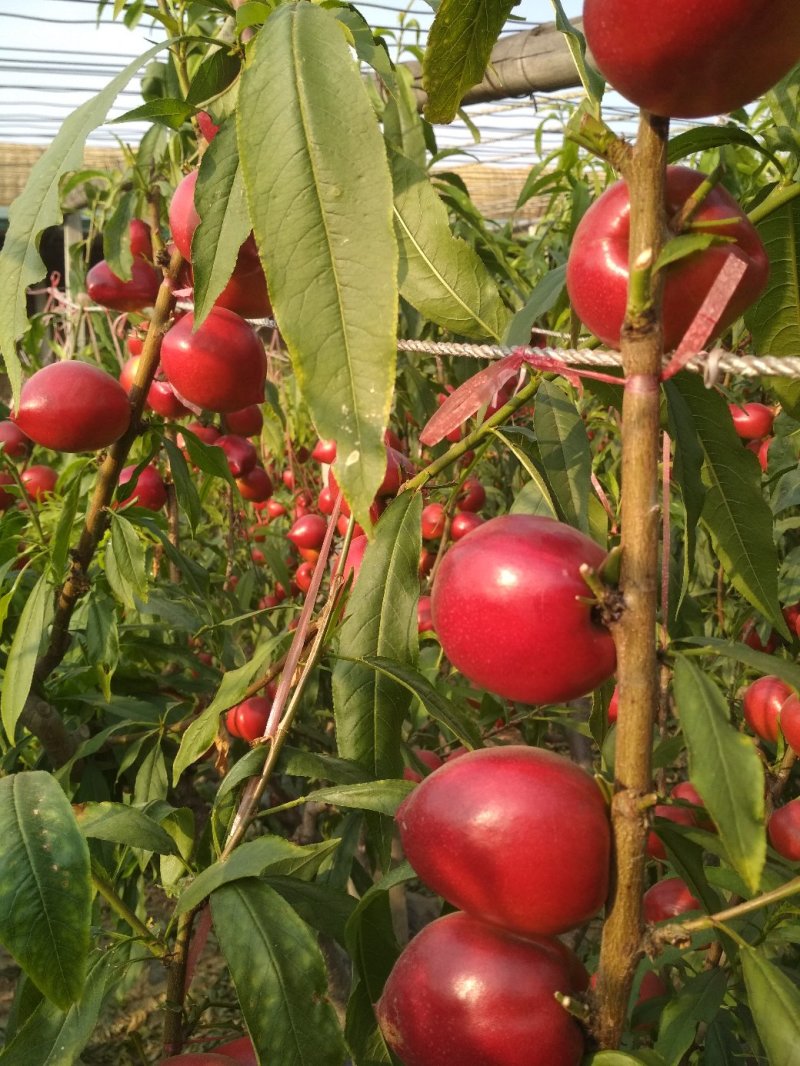 杏，温室大棚凯特杏，露地多种多样杏，包装齐全，货量充足。