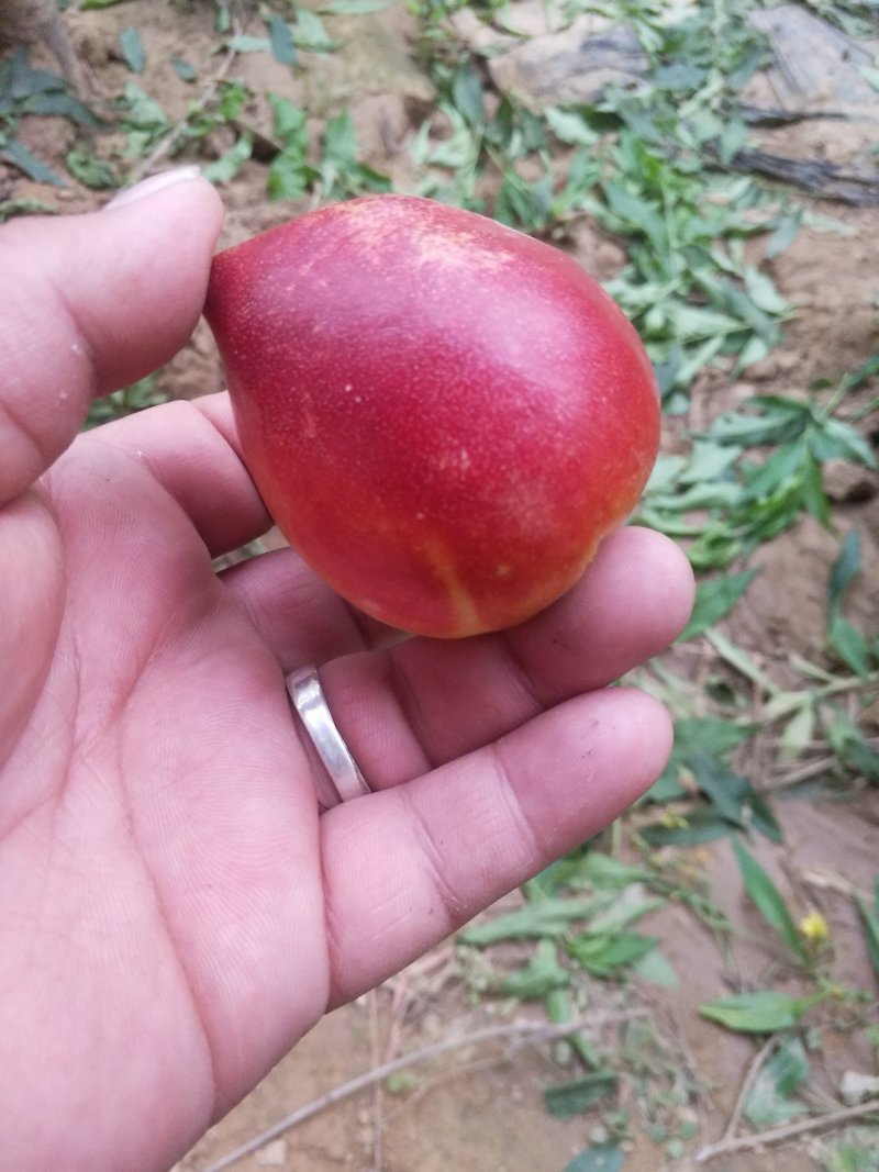 冠县中油5号油桃，支持电商发货，价格合理，诚信为本