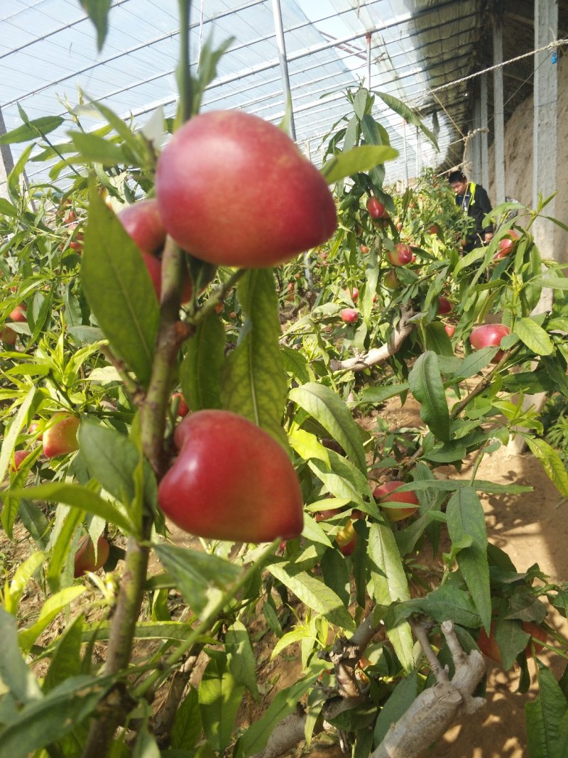 油桃大量已上市，诚信代办