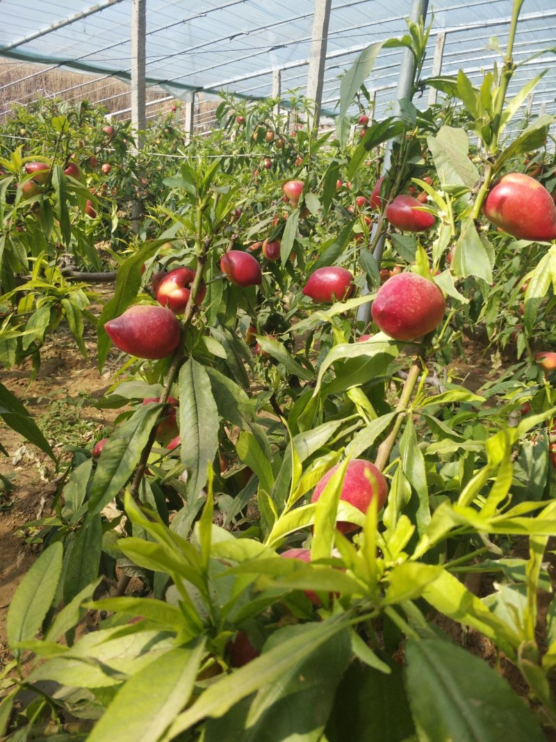 油桃大量已上市，诚信代办