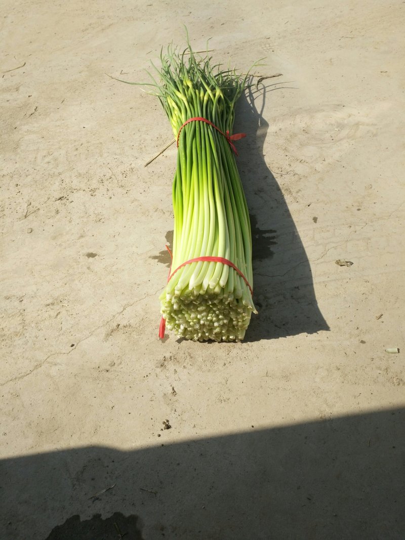 丰县白帽蒜苔