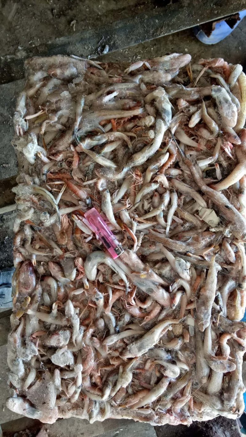 养殖朋友们用的冻块饲料鱼来了