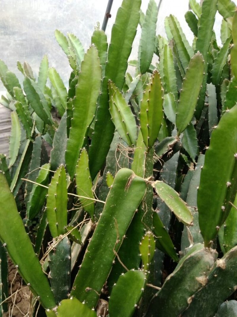北方火龙果苗大量，无刺黄龙火龙果苗出售品种纯正