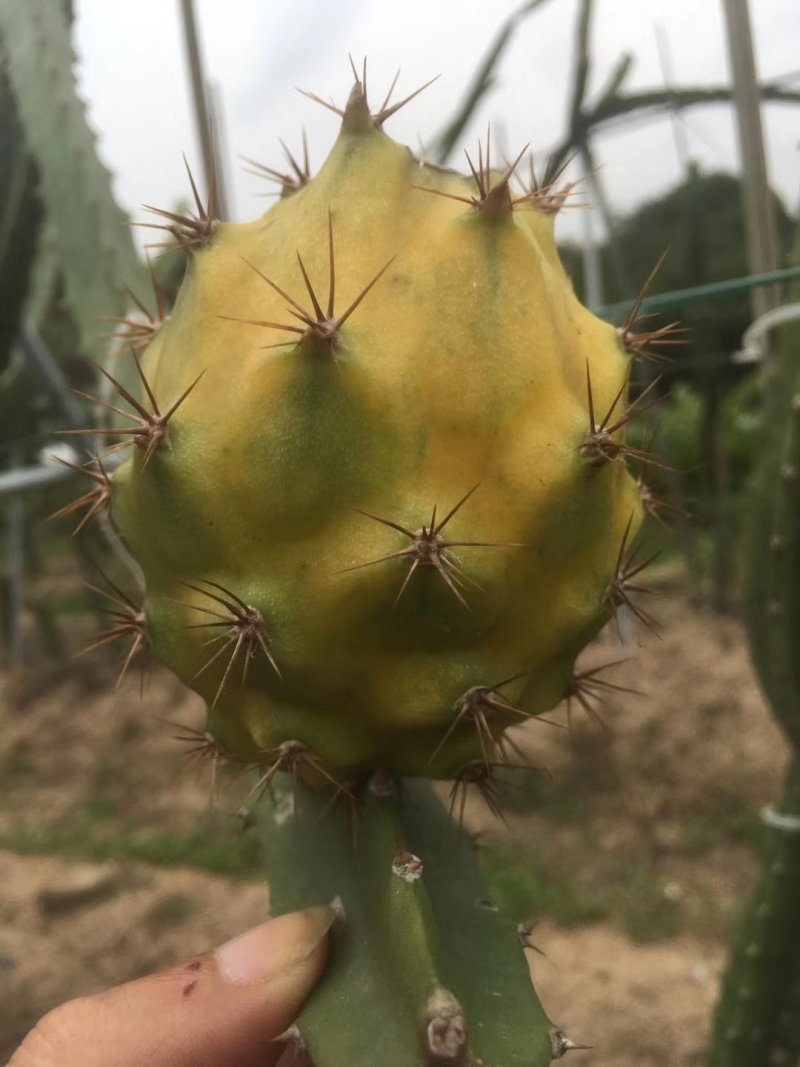 北方火龙果苗大量，无刺黄龙火龙果苗出售品种纯正