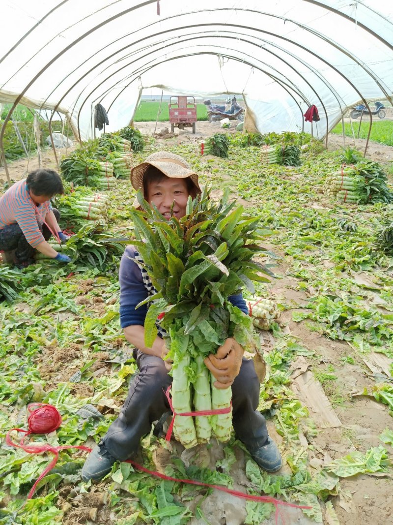 红叶香笋通货，精装竭诚为你服务