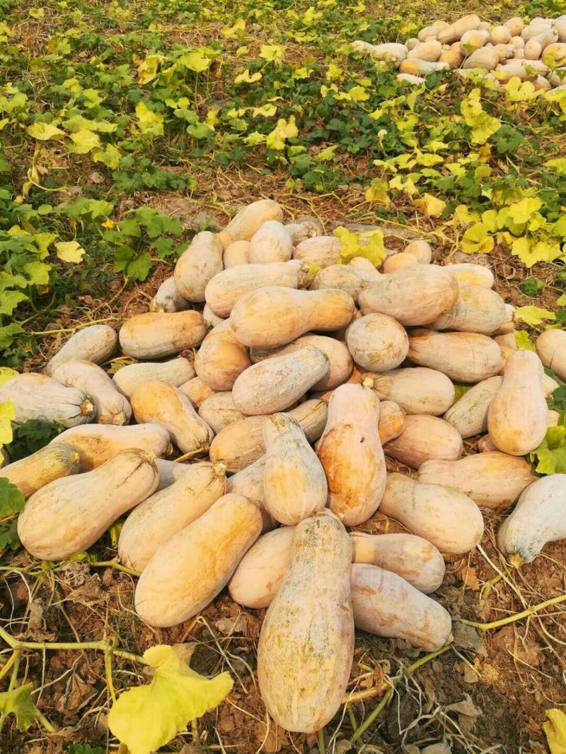 蜜本南瓜