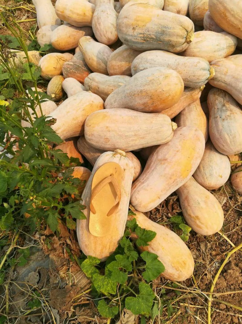 蜜本南瓜