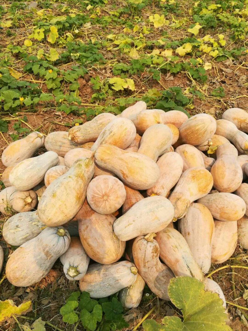 蜜本南瓜
