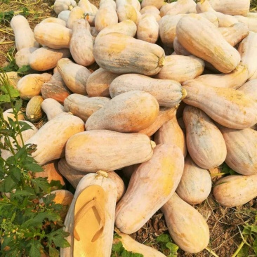 蜜本南瓜
