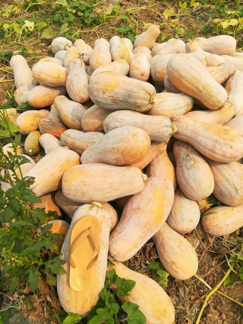 蜜本南瓜