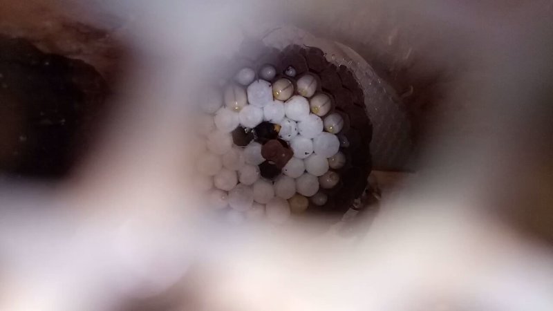 胡蜂蜂群
