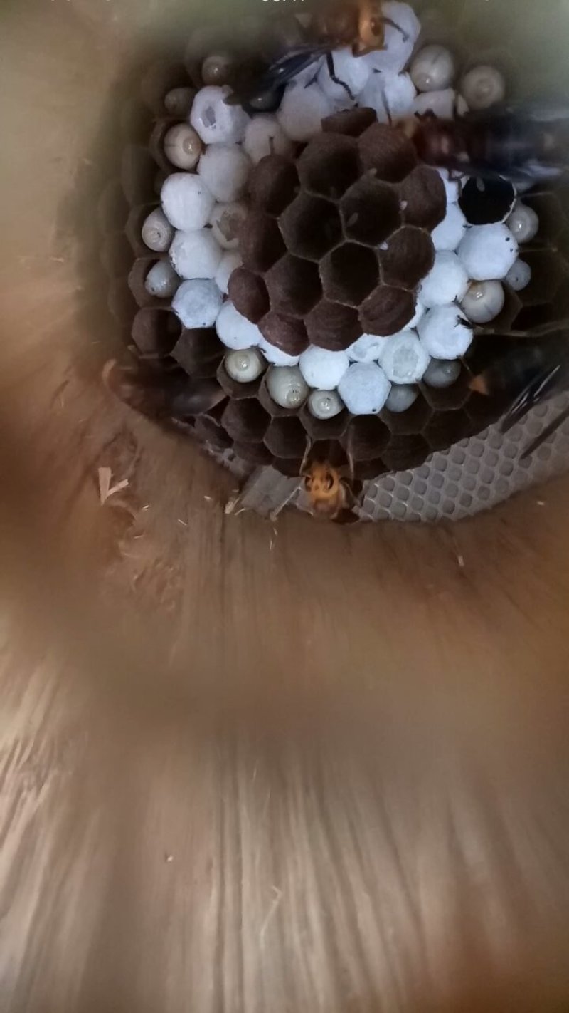 胡蜂蜂群
