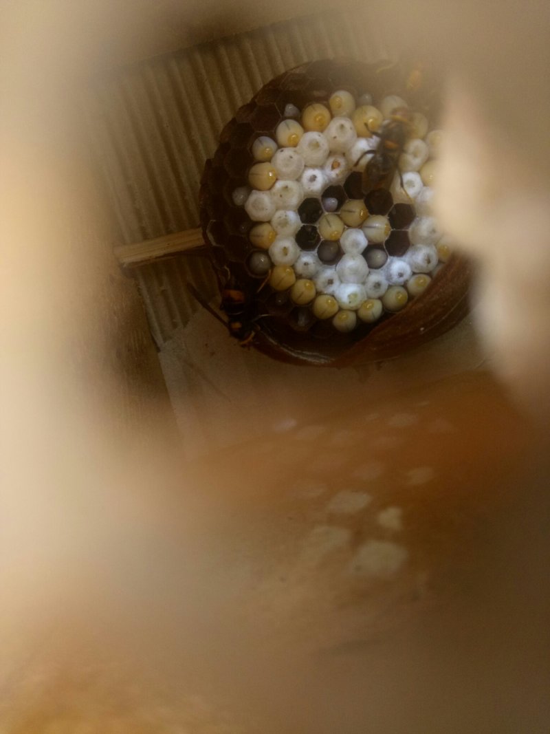 胡蜂蜂群