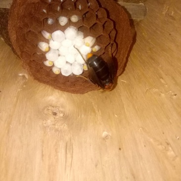 胡蜂蜂群