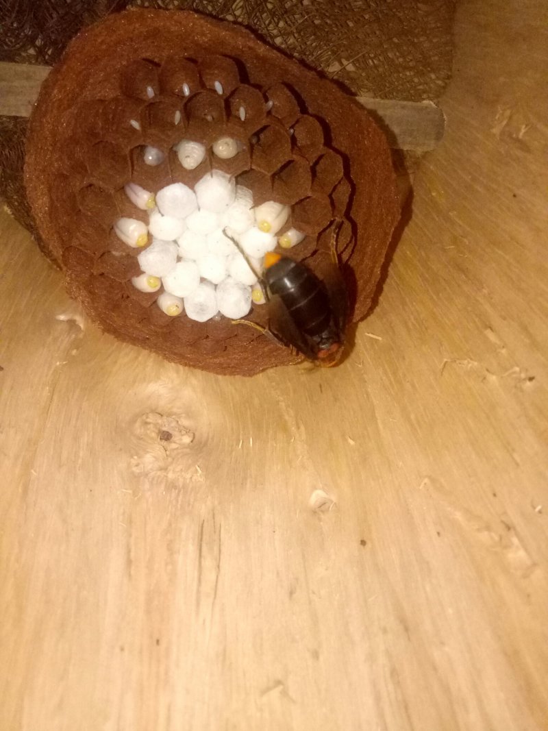 胡蜂蜂群