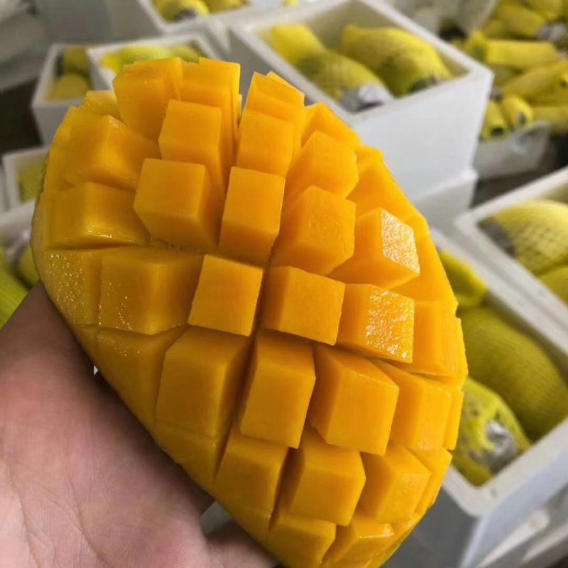 大青芒果越南一级大青芒果大量批发，产地直销，一件代发