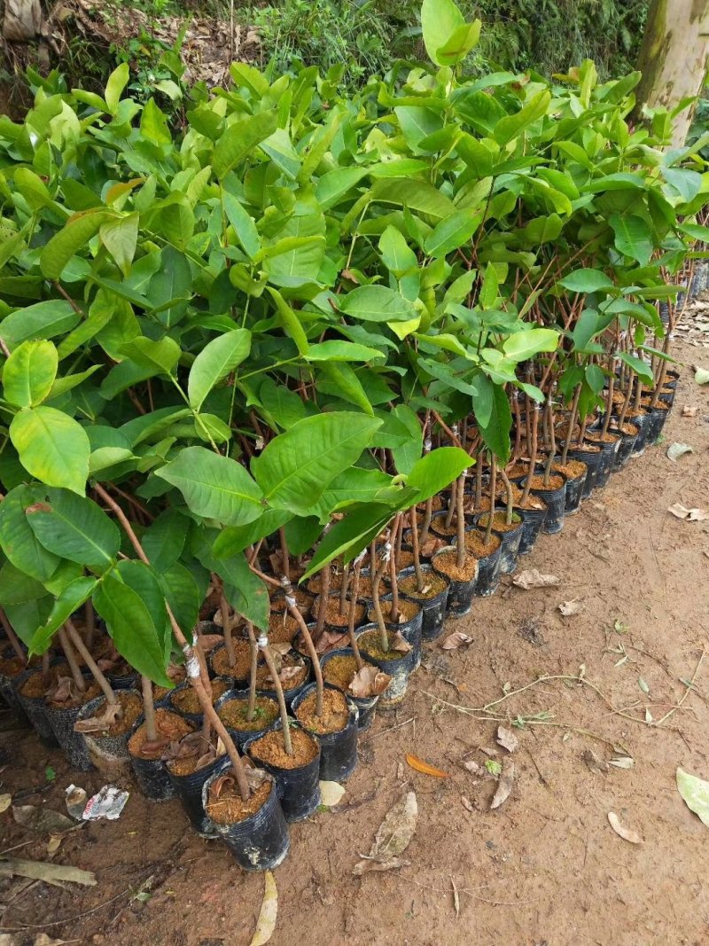 莲雾苗嫁接